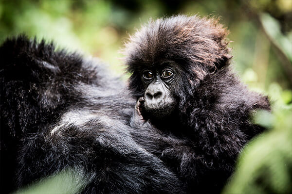 gorilla-trekking-and-chimpanzee-safaris