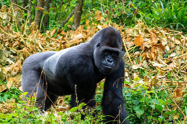 Gorilla Trekking and Chimpanzee Safaris